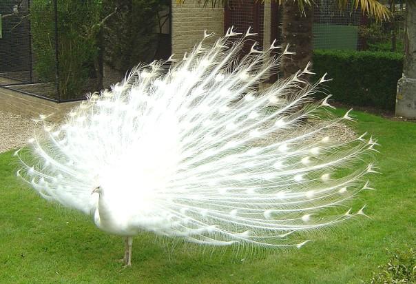 White Peacock - Beautiful Photo Collection...